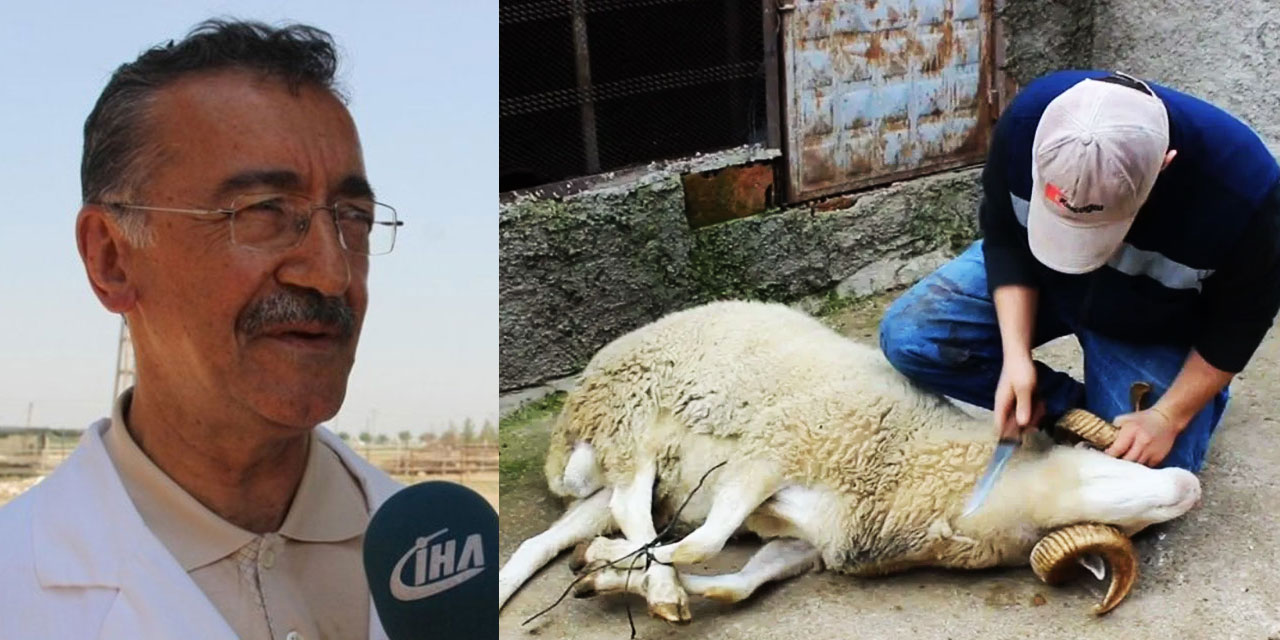 Besmele ile kesilen hayvanlar acı çekmiyor: Bilim ispat etti