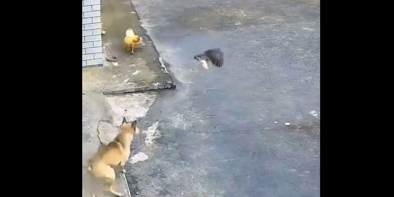 Korkak tavuk, yavrusunu müdafaa için ite atılır, arslana saldırır