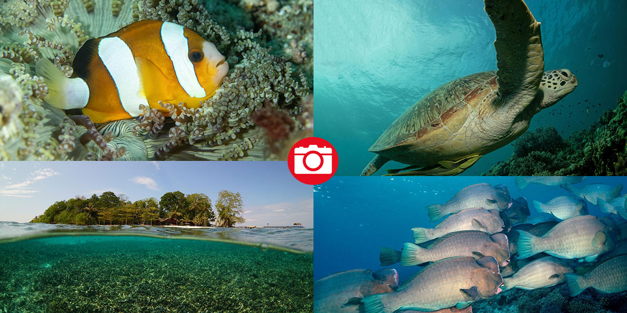 Sipadan Adası'nın zengin su altı yaşamı görüntülendi