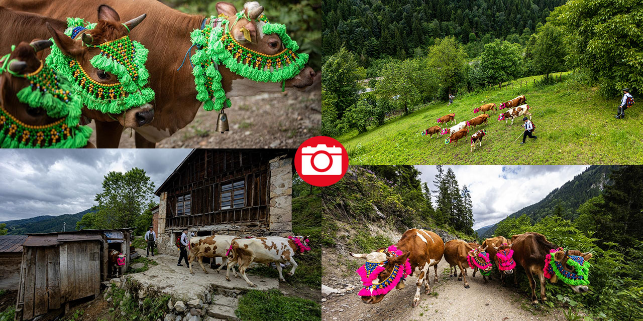 Doğu Karadeniz'de yayla göçü renkli görüntülere sahne oldu