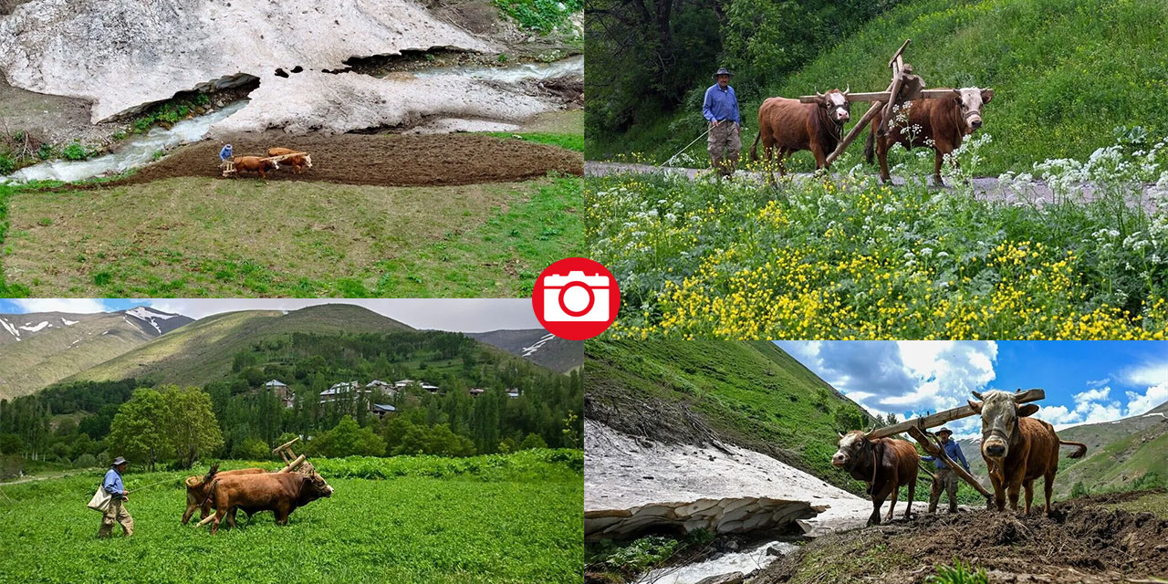 Tarım araçlarının giremediği yamaçlarda karasaban mesaisi