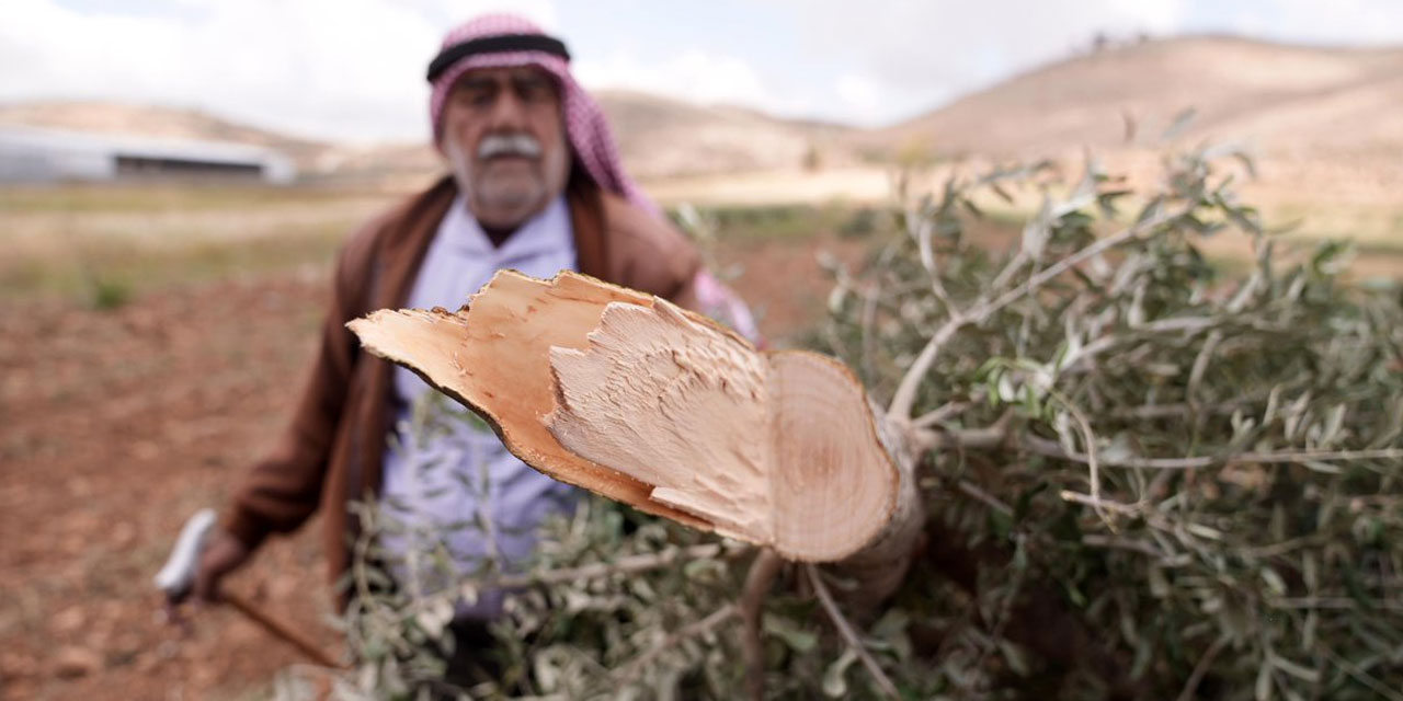Terörist israil ordusu Batı Şeria'da 12 günde 1500 zeytin ağacını tahrip etti