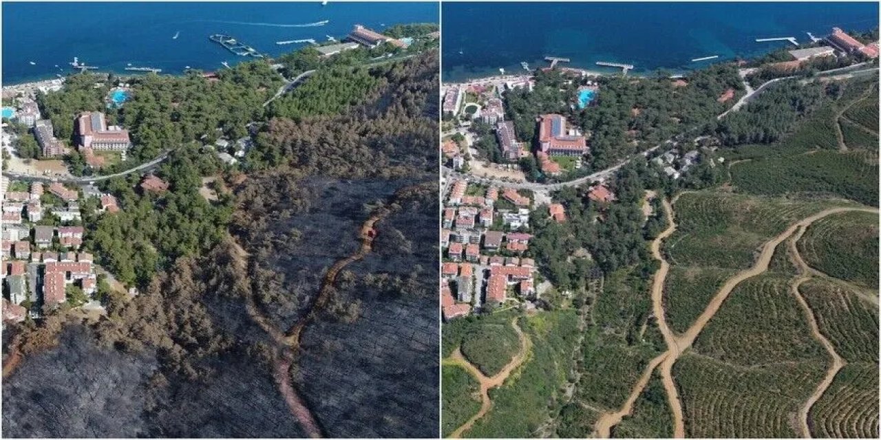 Muğla'da 2021'de küle dönen ormanlar yeşil örtüsüne kavuştu