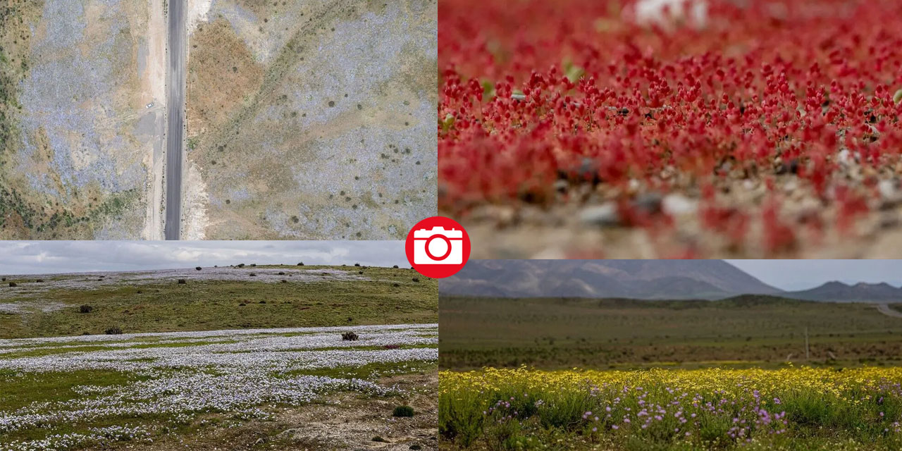 Yağmur yağdırıldı Atacama Çölü'nün her tarafında çiçek açtı