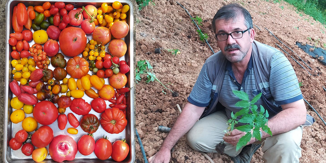 Bahçesinde 100 çeşit domates yetiştiren mali müşavir: Allah'a şükretmeye vesile oluyorlar