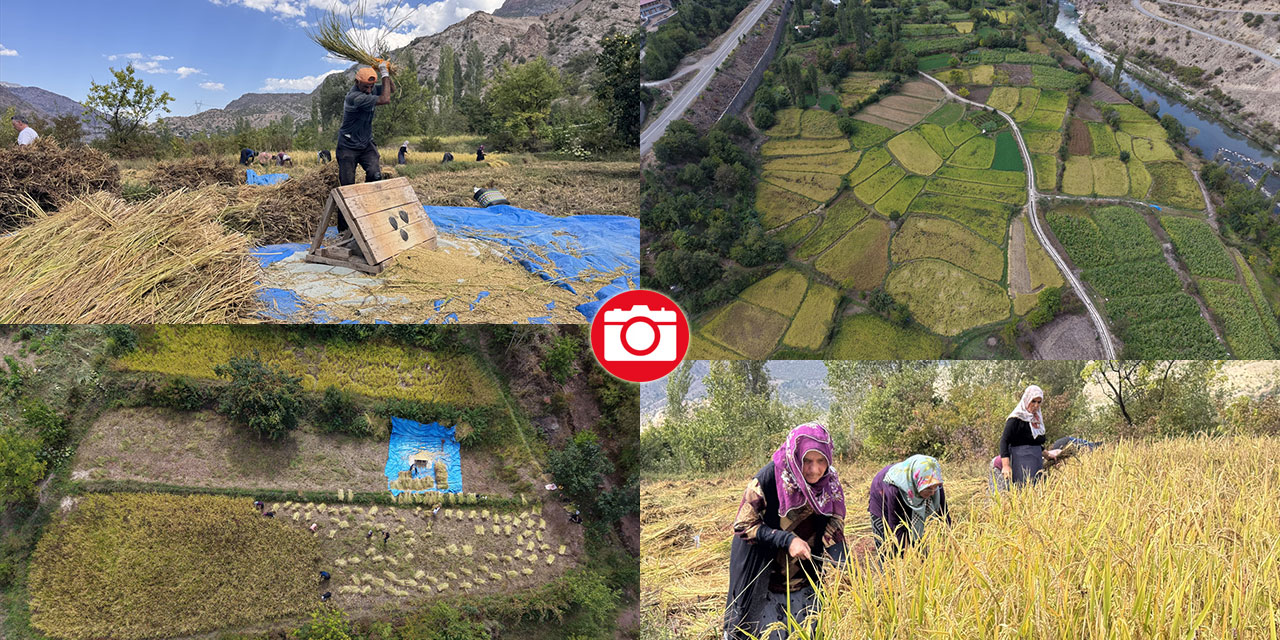 Artvin'de çeltik hasadı