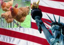 En önemli gündem; Amerika'da kaç tane tavuk var?