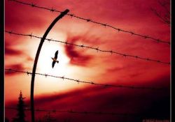 Özgürlüğü kötüye yorumlamayın