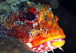 Denizdeki sanat harikaları