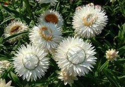 Bitkiler sandığımızdan da akıllıymış