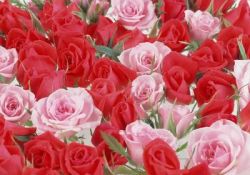 Güzel "gül"ler güzel düşündürür