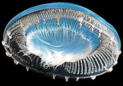 Deniz içinde "Yâ Cemîl, yâ Rahîm" sesleri