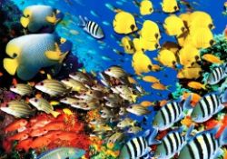 Balıklar liderlerini bakın nasıl belirliyor?