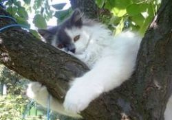 Sabah namazı ve 'Kedi Hamdi'