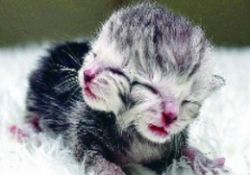 Tek bedende iki kafalı kedi