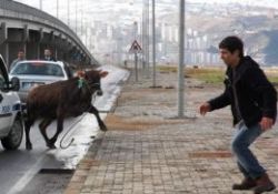 'Alo kurbanım kaçtı' ekibi kondisyon depoluyor