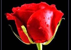 Hz. Ömerin özlemi bir oda dolusu adam