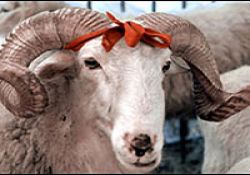 Kurban kardeşliği canlı tutar