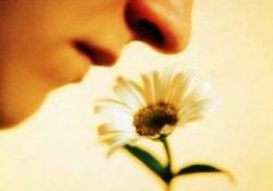 İhlas ve 'koku kaybı'