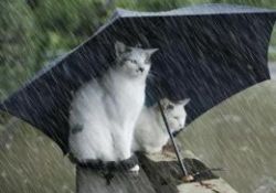 Nasıl oluyor da her bayram yağmur yağıyor?