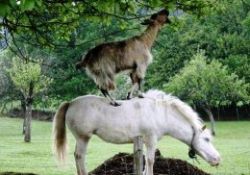Hayvanların insanlara örnek olacak dayanışmaları
