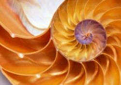 Her nereye baksan 'Altın Oran' vardır