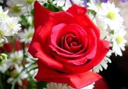 Peygamberimizin (asm) hayata yön veren davranışları