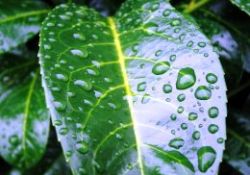 Buyurun tefekkür anına 'Bitkiler ekonomik krizi nasıl aşıyor?'