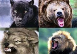 Hayvanlar hastalanınca ne yapar?