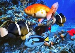 Balıklar okyanusların asit dengesini koruyor