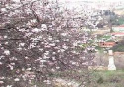 Bodrumda ağaçlar çiçek açtı