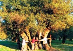 900 yıllık zeytin ağacı