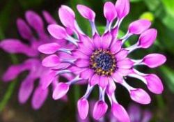 İşte dünyanın en ilginç çiçeği