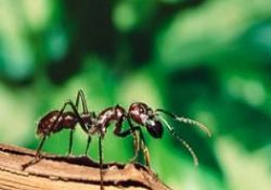 Karıncalar yuvalarında ne konuşuyor?