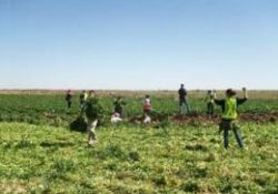 İnsan Hakları aktivistleri, Filistinlileri kurşunlardan koruyor