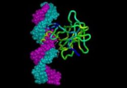 Hücrelerin kanserle mücadele sırrı