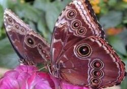 Kelebek kanadındaki yeni sır