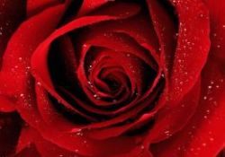 Örnek bir kayınpeder olarak Hz. Muhammed (s.a.v)