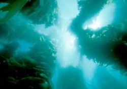 Okyanusun altındaki ormanlar-FOTO