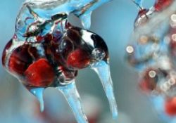 Meyveleri donduran soğuklar-FOTO