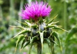 Karaciğeri zehirden temizleyen bitki