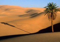 Hurma ve insan arasındaki benzerlik