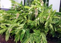 Kanserin yanı başımızdaki düşmanı