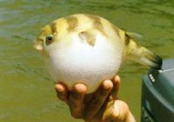 Balon balığı - FOTO