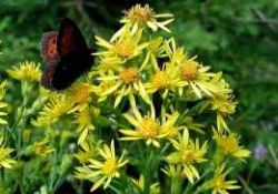 Duygusal yaşamı düzenleyen şifalı bitki