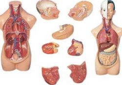 Vücudumuz hakkında bilmediklerimiz