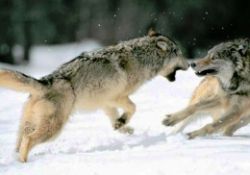 İşte gerçek 'Kurtlar Vadisi'-FOTO