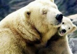 Hayvanların şuurlu şefkatleri