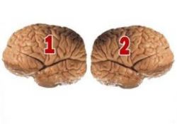 İnanan ve inanmayan beyin arasındaki fark