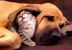 Görülmeye değer dostluk-FOTO